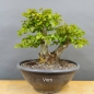 Preview: Carpinus Hainbuche Weissbuche